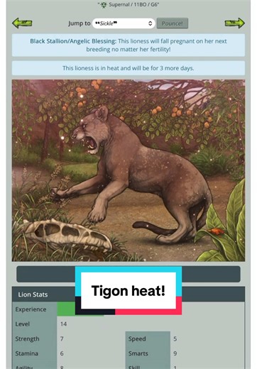 This gon yall… I don’t think I’ll ever own a tigon again after she passes #lioden #liodentok #fyp #fypシ #hybrid