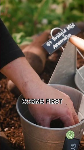 Planting Fall Bulbs: Tips for a Stunning Spring Garden