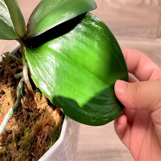 Orchids bloom flowers and roots in just 15 days – Easy for anyone! | Orchid Garden USA