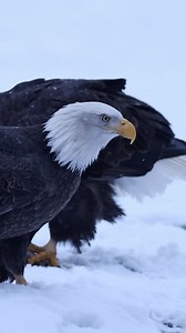 118K views · 1.6K reactions | Majestic birds in snow 礪 Shot on Canon R5 EF 600mm F4 III #baldeagles #eagles #alaska #canonusa #teamcanon #alaskaadventure #baldeagle #baldeaglesofinstagram #reels #reelsinstagram | Mark Bouldoukian Photography | Facebook