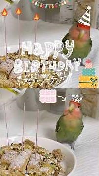 로또 탄생일을 맞이하여 앵무새 케이크 만드는 방법🦜🎂🎉