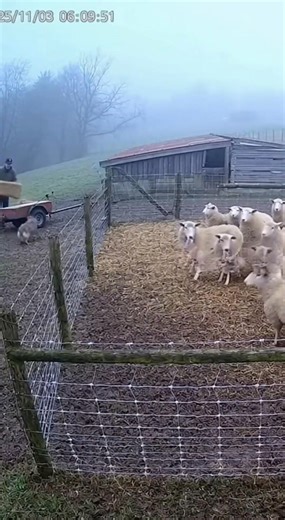 A wild coyote thought it found an easy meal… but these sheep had other plans! 🐑💥 Watch the unbelievable moment the flock fights back — caught on camera! 🎥 | ViralVideos