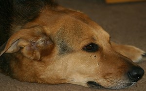 Dog Laryngeal Paralysis Surgery Cost - Dog Discoveries