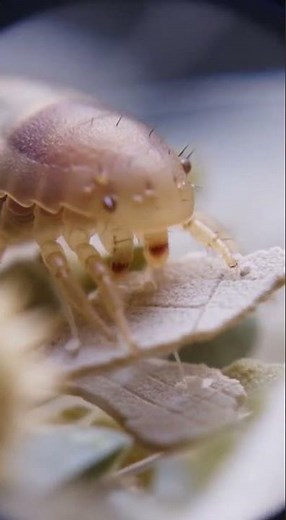 What is Household Dust Zoomed In 1000x