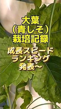 同じ日に植えた大葉を5つの方法で育てたら、成長の差が衝撃的すぎた【水耕栽培ガチ比較】#水耕栽培 #家庭菜園 #大葉 #青しそ #室内栽培