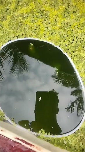 my guppy fish fridge box setup update