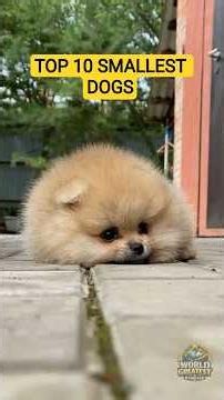 World's Top 10 Smallest Dogs