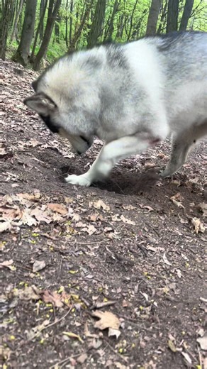Alaskan Malamute Husky Mix - Wolfdog Appearance