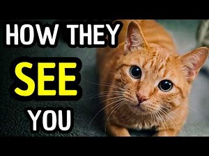 Your Cat Doesn’t See You the Way You Think