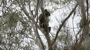Full body view of a large male Koala sleeping between the branches of an Australian Eucalyptus tree. Natural wildlife