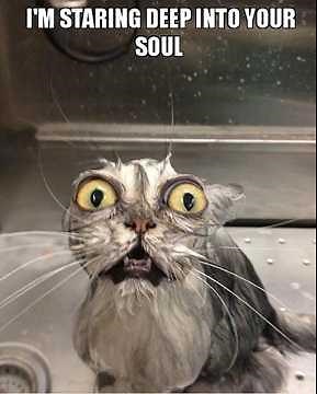 Weird Cats Compilation – Funny Wacky Cats