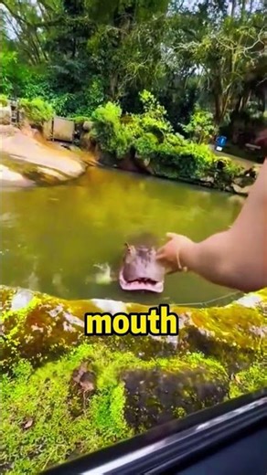 Did the hippo end up eating the watermelon