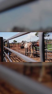In this first session, we're starting Slate's gentling journey with desensitization using a PVC pipe. It's all about patience, building trust, and creating a safe environment. #rescuehorse #gentling #horsetraining #steadyhorse #heartofphoenixequinerescue #sevenpeaksfenceandbarn Heart of Phoenix Equine Rescue, INC | Steady Horse