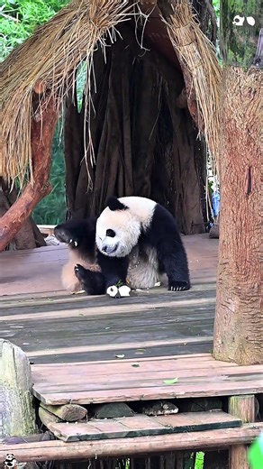 Panda 🐼 cute baby #panda #pandapuppy #kongfupanda #pandalover #cute | panda