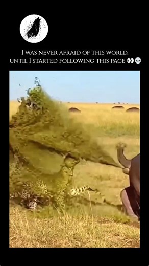 wierd_world on Instagram: "The cheetah (Acinonyx jubatus) is the world's fastest land animal, uniquely adapted for high-speed hunts across the African savanna and parts of Iran. Unlike other big cats, the cheetah possesses a lean body, long legs, and a flexible spine that allows for a stride length of up to seven meters. Its physical build is entirely specialized for sprinting; it features "semi-retractable" claws that act like running spikes for traction, and a long, muscular tail that serves a