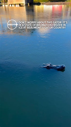 How one Texas gator rode out the freeze