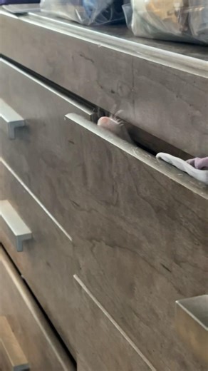 Myth Solved! Climbing Dressers #ferret #cutepets #adorableanimals #petshorts #funnypets #furbaby