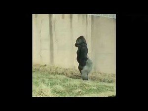 Video captures gorilla walking upright
