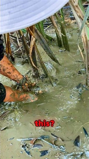 Hand Fishing Catfish in the River — Incredible Skills! #fishing #shortsfeed
