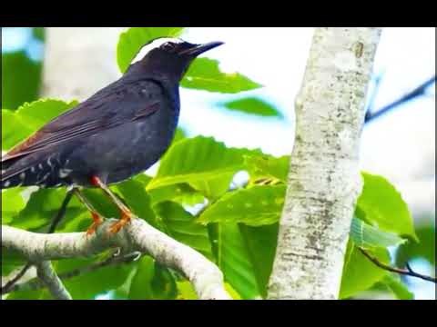 Siberian Thrush Calls: Unique Songs Without Mimicry Explained