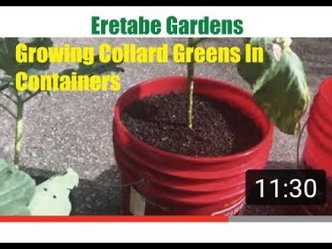 Growing Collard Greens In Containers.