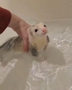 6.5K views · 176 reactions | ️ Tag @ friend who must see this!  Credit: fuffyferrets on TT ⚠️ All credits go to their respective owners. | Ferret Love Shop | Facebook