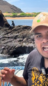 "¡DESCUBRE LOS PINGÜINOS DE GALÁPAGOS CONMIGO! Hoy les traigo un vídeo especial sobre estos adorables pingüinos que habitan en las Islas Galápagos. Desde sus hábitos hasta sus características únicas, les contaré todo sobre estos increíbles animales. ¡No te pierdas este vídeo emocionante y educativo! #PingüinosDeGalapagos #Galapagos #Naturaleza #Wildlife #Aventura #Educación #Conservación ¡Comparte con tus amigos y familiares! ¡Y no olvides seguirme para más contenido emocionante! | Marea Real/Vi