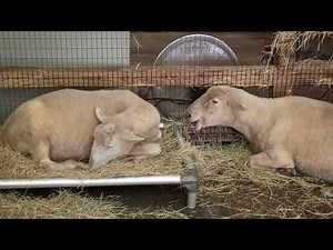 Zoo Atlanta: Full Walk-Through | October 2025