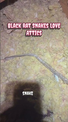 Snake in the Attic? Black Rat Snake Removal & Prevention