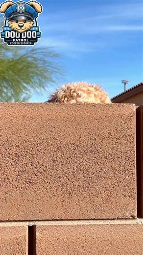POV: your dog checks the yard before you do 😬💩 Yup… time to call Doo Doo Patrol. Local pooper scooper. Clean yards. Happy dogs. Get a quote 👉 www.DooDooPatrol.com #DooDooPatrol #PooperScooper #DogTok #ArizonaLife #CleanYard #WeScoopPoop