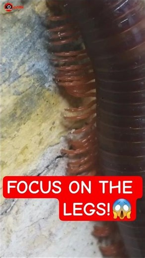 Thousands of Legs Moving! The Strangest Wall Creature 😮