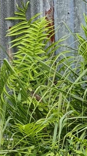 burung #like #subscriber