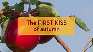 This fall, Minnesotans will be able to get their first taste of the newest apple developed by the CFANS apple breeding team at the University of Minnesota! 🍎 Learn more about First Kiss at https://z.umn.edu/firstkiss18. | University of Minnesota Twin Cities