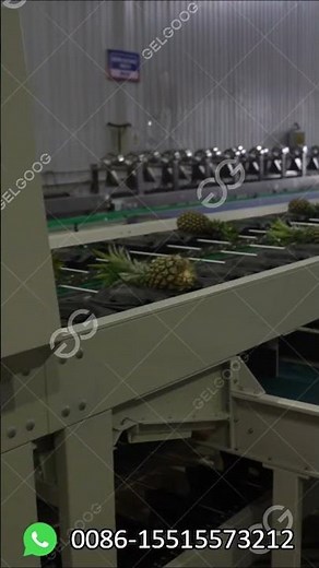Pineapple Grading Machine Fast and Accurate