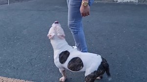 17K views · 1.3K reactions | HILO 藍 FOR DOG TRAINING 09164497574 VIBER | Milo & Friends | Facebook