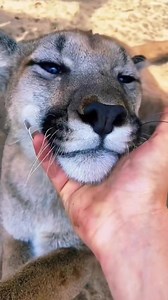 80K views · 2.8K reactions | Purrs from Yukon & Chey! #cougar #puma #floridapanther #purr #purrs #purring #wow #florida #love #adorable | Single Vision, Inc. | Facebook