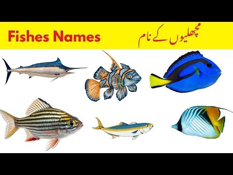 20 Fish Names for Kids | Learn About Cool and Colorful Fishes | Sea animal name |kids Learning