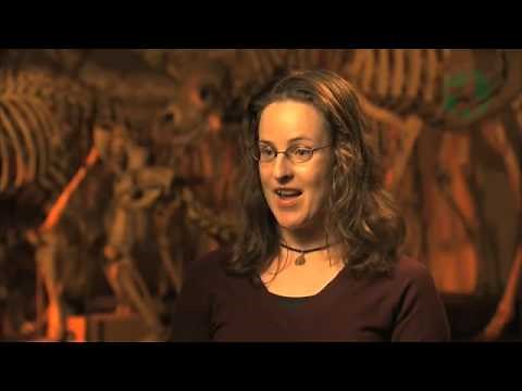 Paleo-Breakthrough (Seal Evolution) from an Arctic Fossil