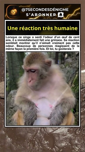 Ce singe ne peut pas cacher ce qu'il pense