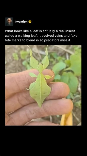 This Leaf Is Actually A Living Insect 🍃 #shorts