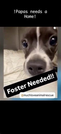 He Needs a Foster NOW Before It’s Too Late