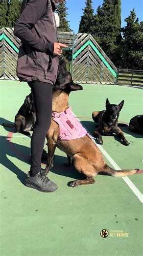 Effective K9 Training Tips for Belgian Malinois