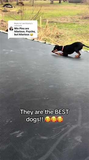 The Ultimate Dog Companions: Why They're the Best