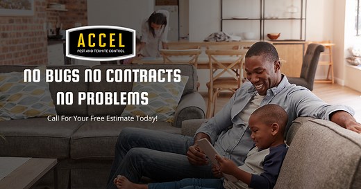 Contact Us - Accel Pest