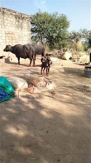 Dog sound#dog barking loudly #5k viral#shorts