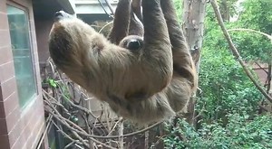 WOW! Look at that sloth go! Prepare yourself for more hot sloth action as Natural Histories investigate all things sloth - this Friday at 11am. https://bbc.in/2Ja4stF | BBC Radio 4