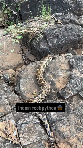 Khemsing Rathod on Instagram: "Indian rock python 🐍. #snakerescue #indianrockpython"