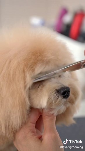 Are you this cute when you get wet? 濡れると。。🫣🫣 #lovelygrooming #maltese #toypoodle #grooming #マルプー #トリミング