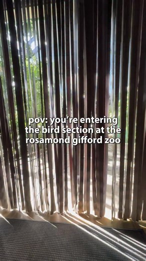 A very niche post, but im sure people remember this room from their childhood, or maybe a recent visit - basically the memory of the “straps” hitting you as you walk in. The area is actually called the Diversity of Birds. According to the zoo website, “Diversity of Birds aviary is a tropical rainforest habitat that is home to over two dozen species of exotic birds. This free-flight aviary houses a colorful array of birds that inhabit every level, from the ground to the upper canopy, from the tin