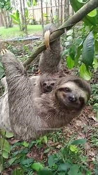 Bicho preguiça #curiosidades #naturezasurpreendente #animals #wildlife #animais